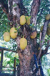 Jackfruit tree